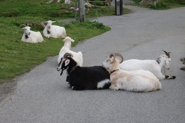 Goats of the Mountain of Fløyen