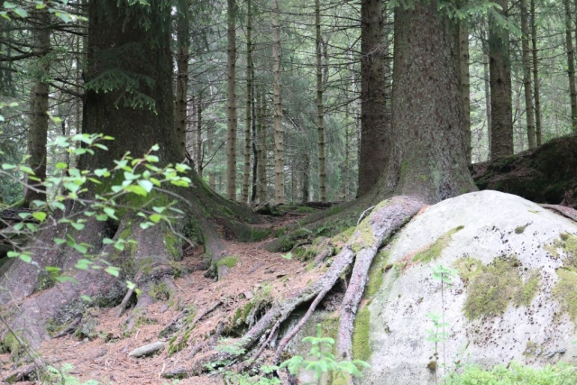 Mountaintop of Fløyen